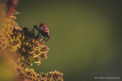 natuur_-_Nike_Liscaljet