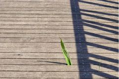 Een houten loopbrug met lange, smalle planken. In het midden groeien twee groene planten uit de plankengaten. Een lange, donkere schaduw van een balustrade of structuur loopt diagonaal over de rechterkant van het oppervlak. grotere lijnen en patroon van schroefkopjes langs het midden.