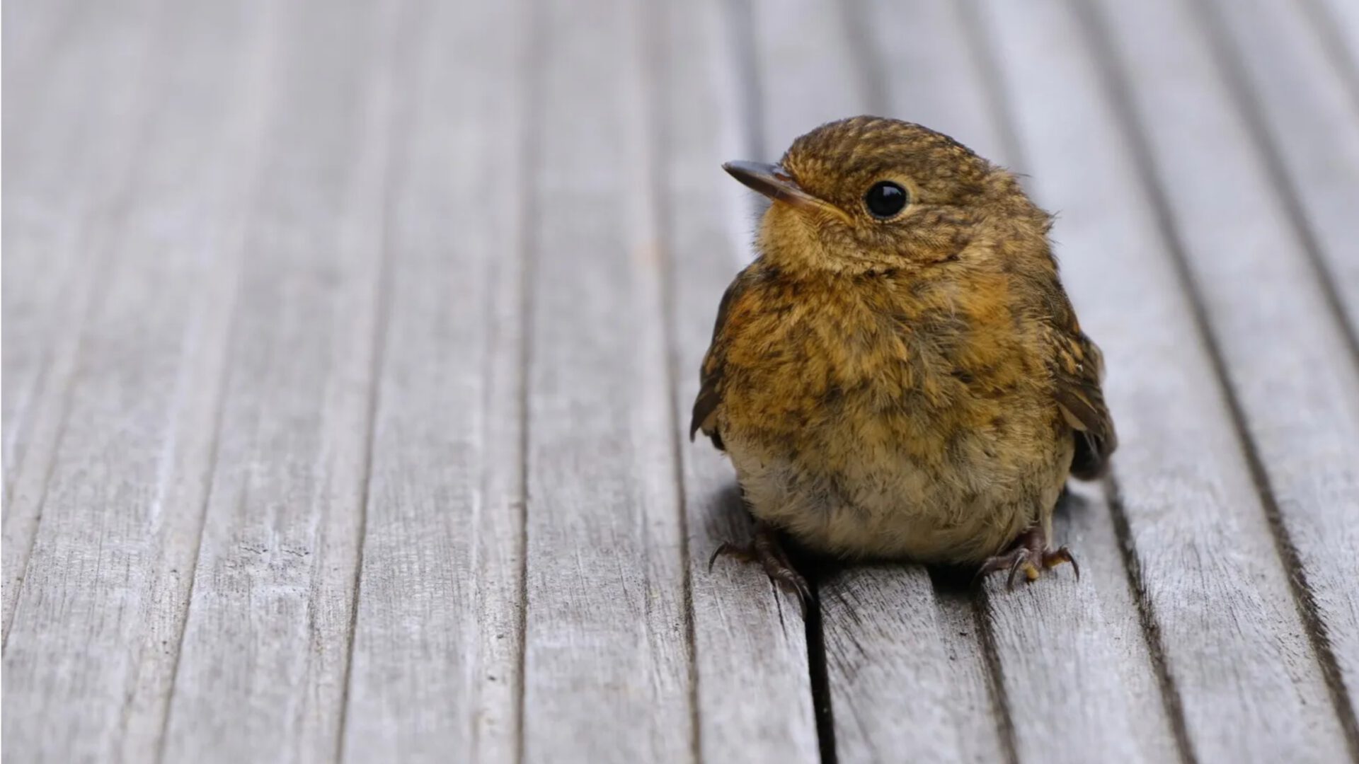 Jonge vogel met bruin-oranje verenkleed zittend op grijze houten planken.
