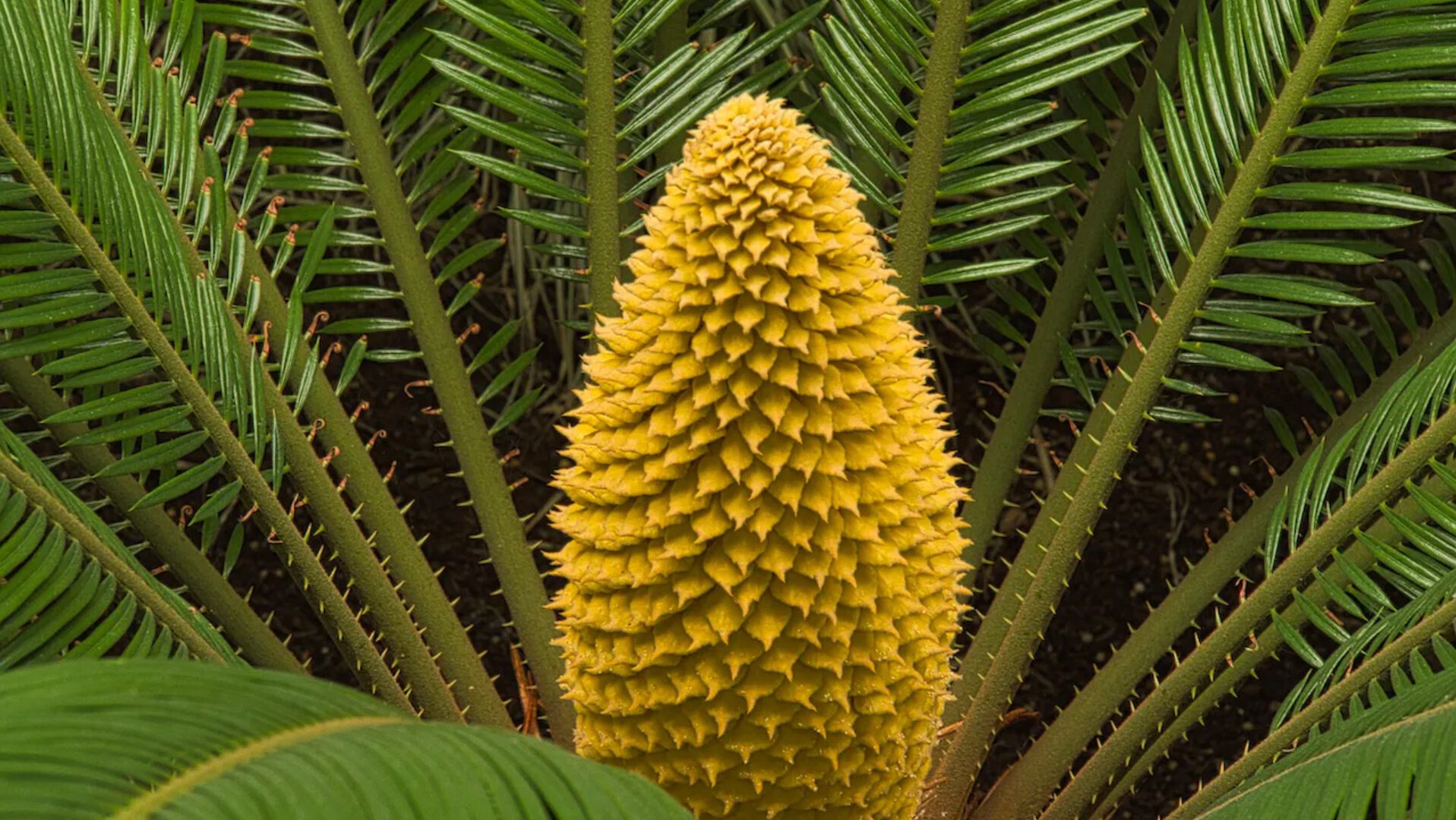 Fibonacci in de natuur Marijke Soeting